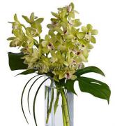 «Чудесные орхидеи»